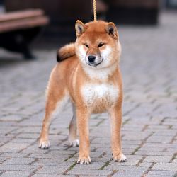 picture of dog