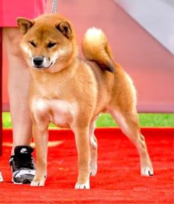picture of dog