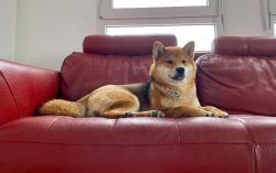 picture of dog