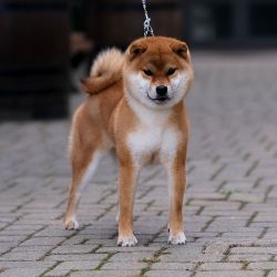picture of dog