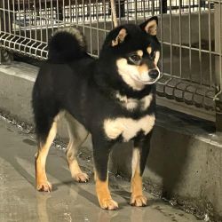 picture of dog