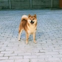 picture of dog