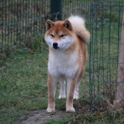 picture of dog