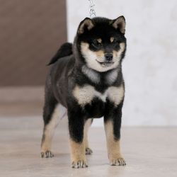 picture of dog