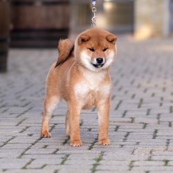 picture of dog