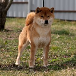picture of dog