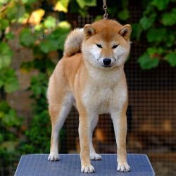 picture of dog