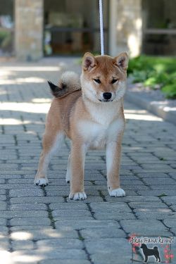 picture of dog