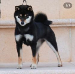 picture of dog