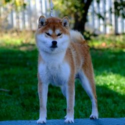 picture of dog