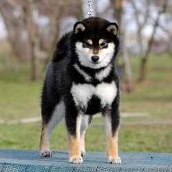 picture of dog