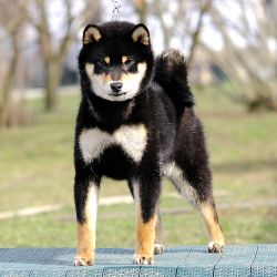 picture of dog