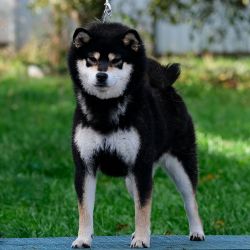 picture of dog