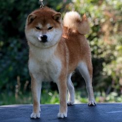 picture of dog