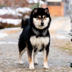 picture of dog