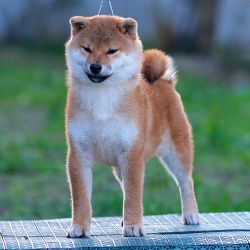 picture of dog
