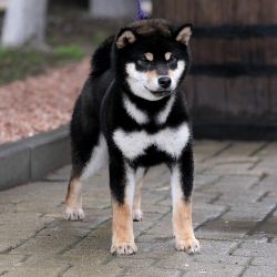 picture of dog
