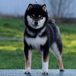picture of dog