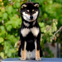 picture of dog