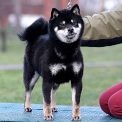 picture of dog