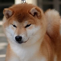 picture of dog
