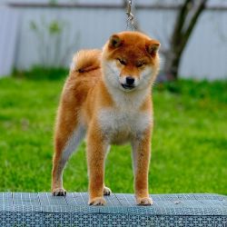 picture of dog