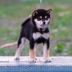 picture of dog