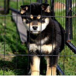 picture of dog