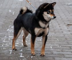 picture of dog
