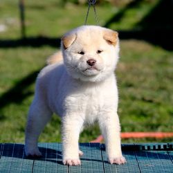 picture of dog