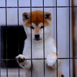 picture of dog