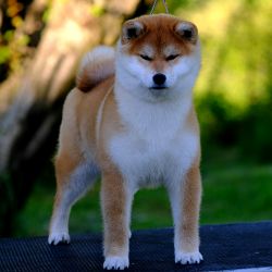 picture of dog
