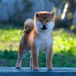 picture of dog