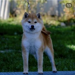 picture of dog