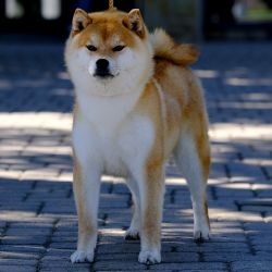 picture of dog