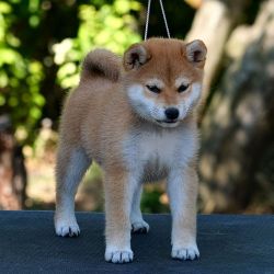 picture of dog