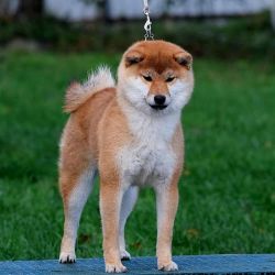 picture of dog