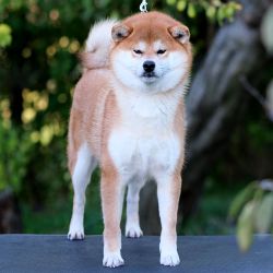 picture of dog