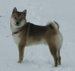 picture of dog