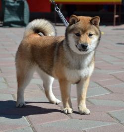 picture of dog