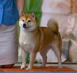picture of dog