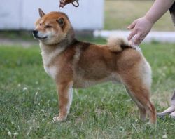 picture of dog