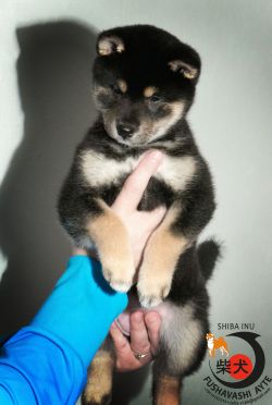 picture of dog