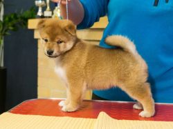 picture of dog