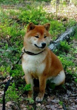 picture of dog