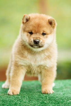 picture of dog