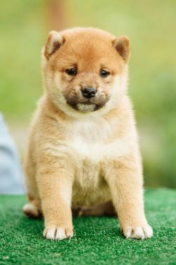 picture of dog