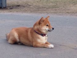 picture of dog