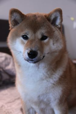 picture of dog