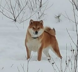 picture of dog